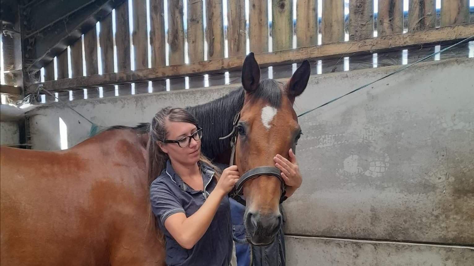 Equine physiotherapy session in Eastbourne